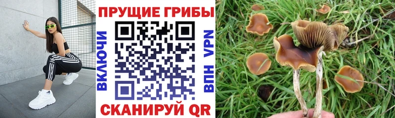 наркотики  Бабушкин  Галлюциногенные грибы Magic Shrooms 